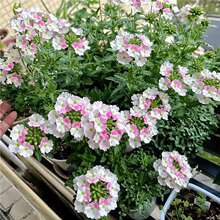 ��Ů�ѷN�Ӳݲݻ��ʺ󱬻������L�������ײ��N����������ֲ��N��