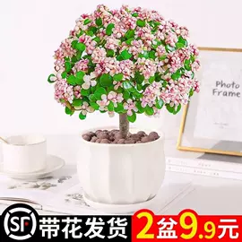 盆景;女士手提包;女士斜挎包