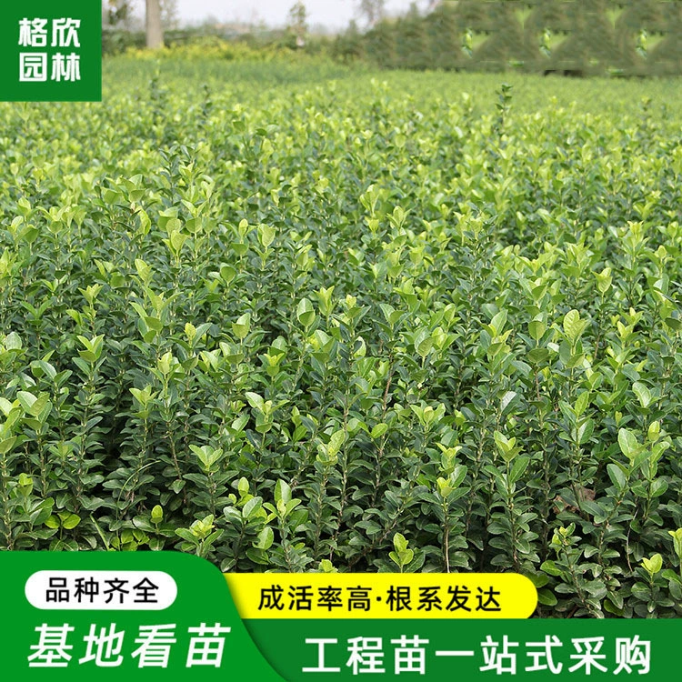 Оптовые морозостойкие вечнозеленые живые изгороди завод для проведения проекта озеленения может сократить Jiaodong берескета