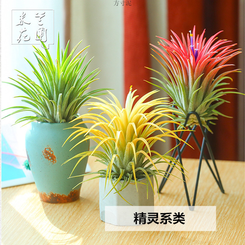 空气凤梨无土植物花期带色发售包邮绿植盆栽花工厂批发