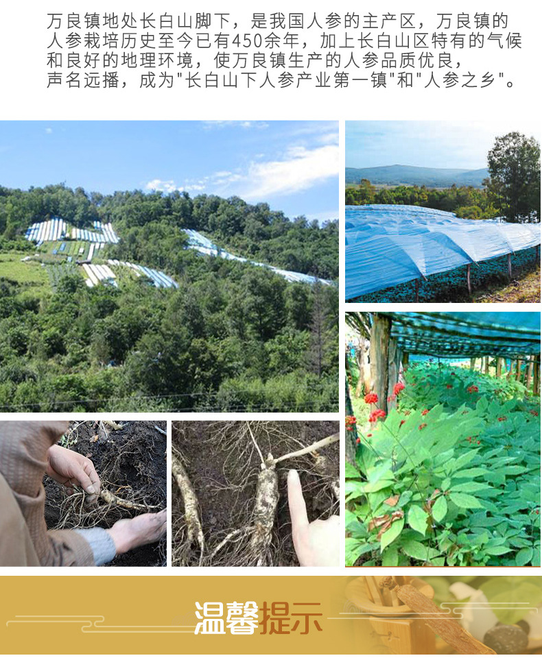海芝鑫红参_09.jpg