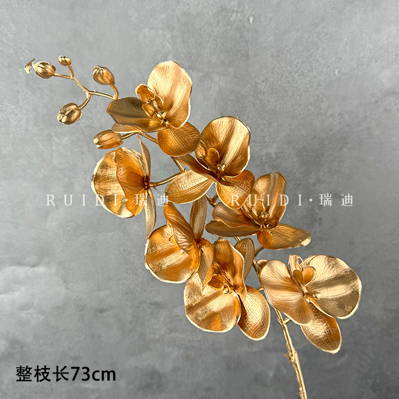 일곱 머리 호접란—J