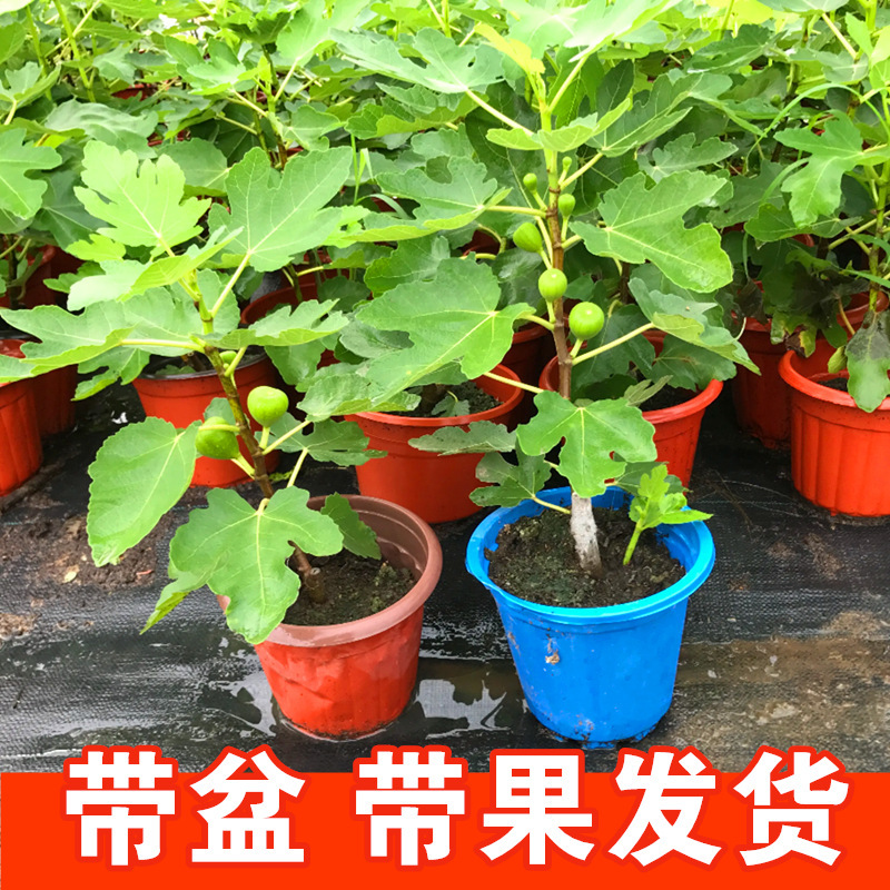 Fig Tree Seedlings Potted with Extra-Large Fruits, Suitable for Both Southern and Northern Regions, Including Red Figs, Green-Skinned Figs, and Fig Seedlings with Fruits