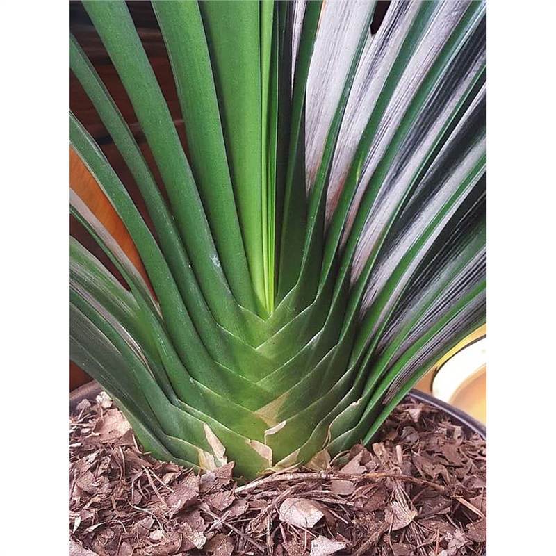 Clivia Potted Extra Large [Northeast Boutique] Flowering Large…
