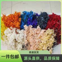 漂色迎客豆永生花花材婚庆布置装饰蝴蝶花干花花束婚礼装饰摆件