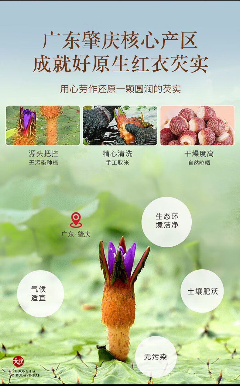 Qian Shi (Euryale ferox) Dried Gorgon Nut Puffs — Food-Herb Grain for Congee & Wellness Tea overview