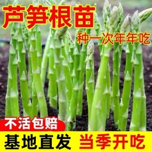 芦笋根苗带土新鲜种苗四季通用种植高产种籽子孑耐寒耐热蔬菜阳台