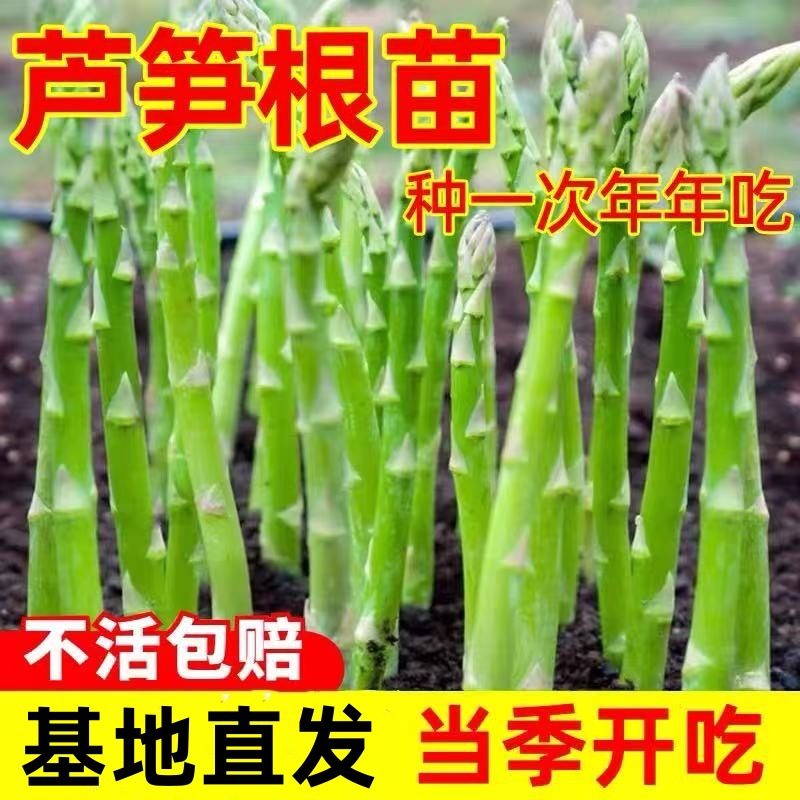 芦笋根苗带土新鲜种苗四季通用种植高产种籽子孑耐寒耐热蔬菜阳台