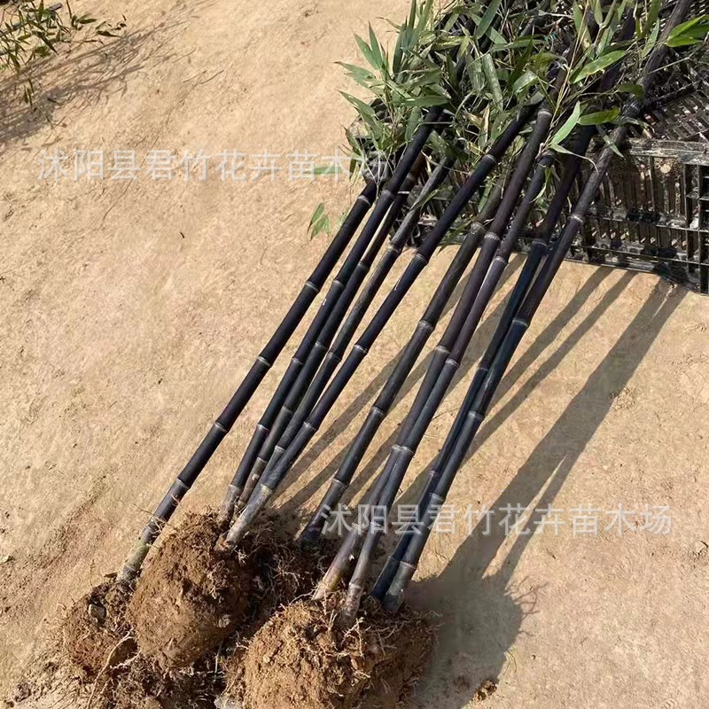 Фиолетовый Бамбук Рассада Зеленый Бамбук Рассада Пейзаж Украшение Стены Двор Озеленение Бамбук Ruo Бамбук Золото Инкрустированные Нефрит Бамбук Зеленый Бамбук Питомник Доставка