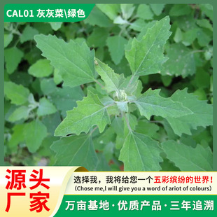 Ұ���һҲ˷N���B����Ұ���ļ����߲˷N���̨����ͥԺ�B���˷N��