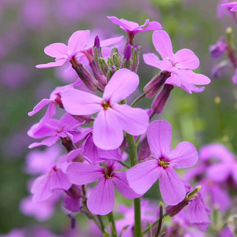 [Голубая Горчица Пейзаж Цветок Море Производство] Проект Семян Цветов Озеленение Декоративные Цветы Открытый Цветочная Кровать Многолетние Цветы
