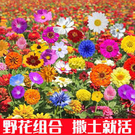 野花组合植物种子太阳花种籽波斯菊百日草格桑花花种花卉种子