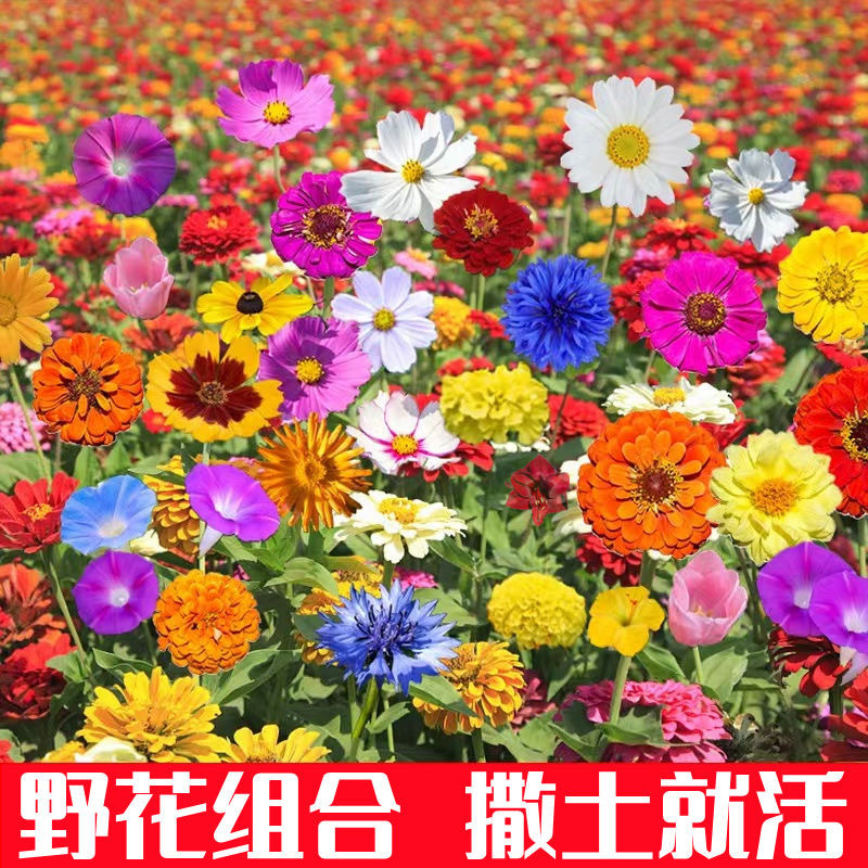 Wildflower Mix Plant Seeds, Sunflower Seeds, Cosmos, Zinnia, Gerbera, Flower Seeds