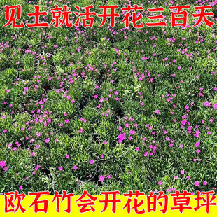 �Wʯ�����ļ��_��������ͥԺ�ر��ͺ��ͺ����������쾰�ļ����G