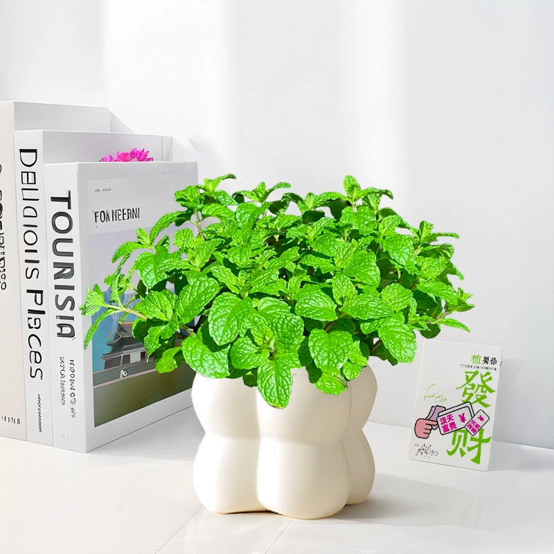 Мята в горшках, съедобные растения, рассада, растения, отпугивающие комаров, легко выращиваемые гидропонные лимонные кошачьи мяты в офисе