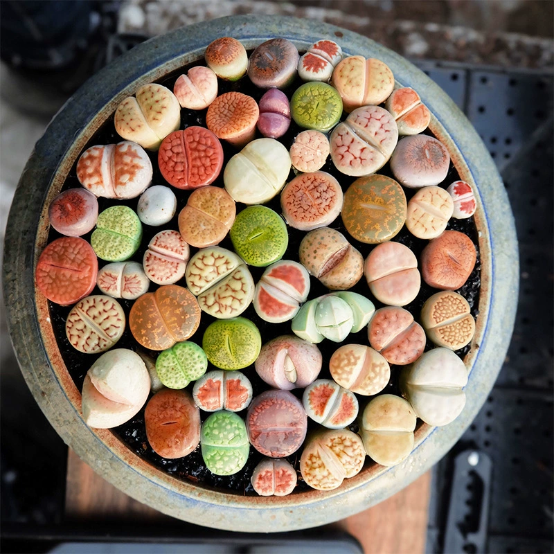 Каменный цветок жопа цветочный цвет PP каменный цветок