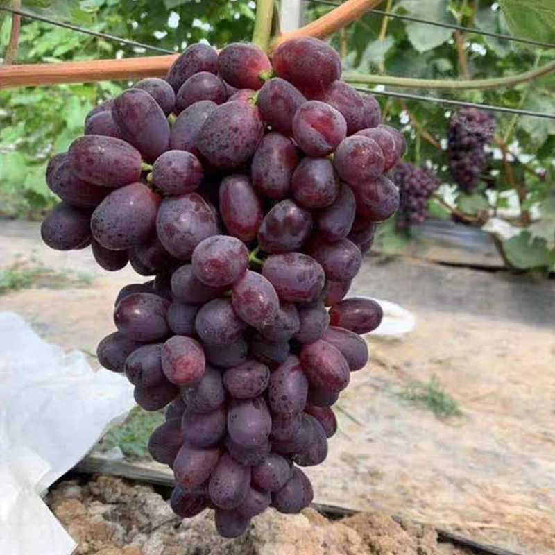 Базовая Оптовая Новый Разнообразие Jusheng No.1 Рассада Виноградное Плодовое дерево Плодовое рассады Восхождение Виноградный горшок Привитые рассады на 1 год