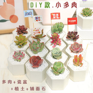 DIY����ֲ��M���ײͺ��մ��莧���҃�����С�Gֲ�������ֺ��B