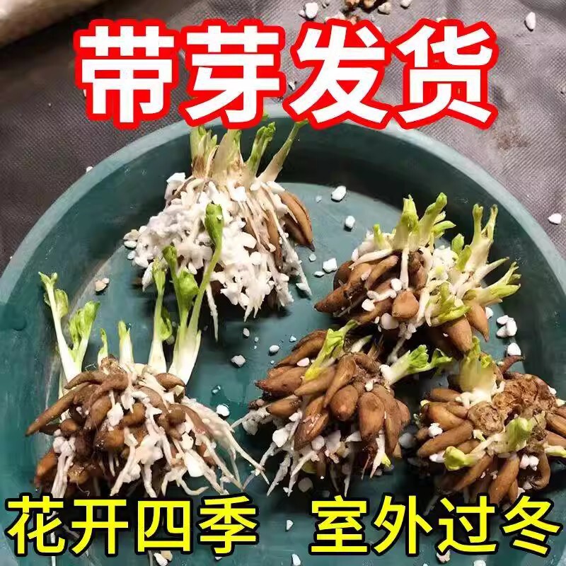 [Delivery with Buds] Imported Butterfly Buttercup Bulbs, Cold-Resistant and Fragrant Balcony Potted Peony Bulbs