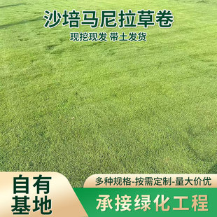 Sand Culture Manila Grass Roll Manila Grass Block Lawn Multi-Specification Pasture Garden Courtyard Garden House Engineering Grass
