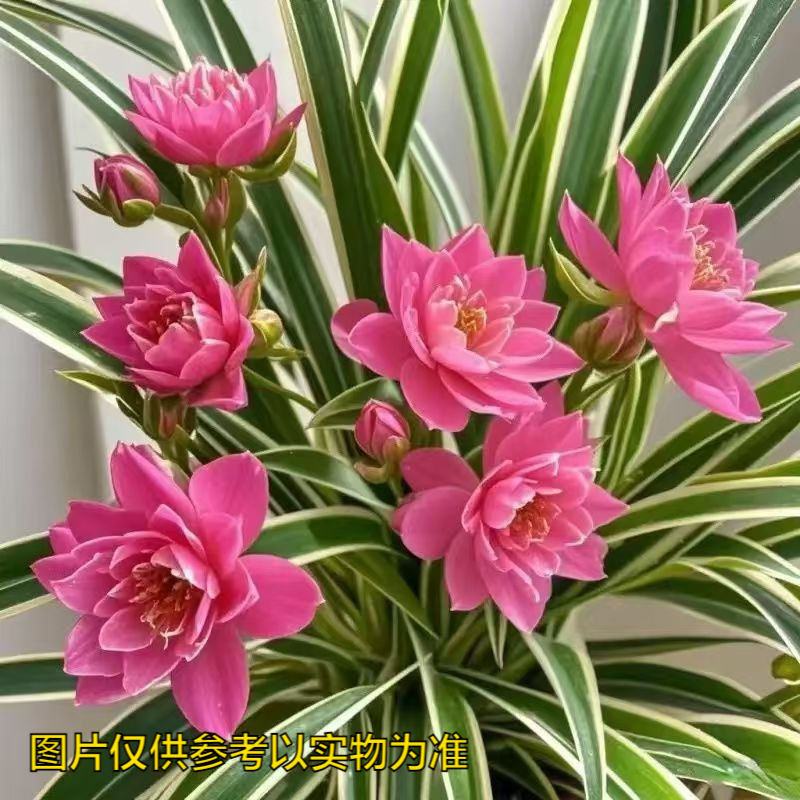 New Fragrant Double-Flowered Large-Flowered Golden-Edged Chlorophytum Chlorophytum Green Leaf Potted Indoor Green Plant Seedlings Blooming