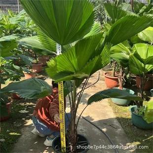Round Leaf Axis Palm Perfect Coconut Fan Leaf Axis Palm Height 60-250cm