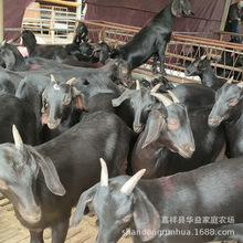 养殖黑山羊圈养好还是放养好黑山羊养殖利润如何 量大优惠