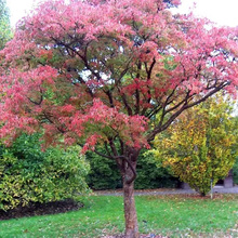 ѪƤ�ʷN����ľ�N���ʿƘ�ľ�N��ѪƤ�ʘ�NѪƤ�ʷN�G���@�ַN��