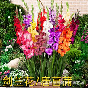 剑兰花种球唐菖蒲种球盆栽花卉四季种植室内阳台室外 庭院观花花-阿里巴巴