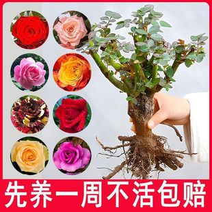 �ļ��_���ͺ��ش�õ�廨�����Ի��Ϙ�����ͥԺ�҃��⻨���Nޱ�¼�