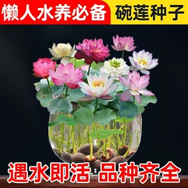 种子;种球;盆栽