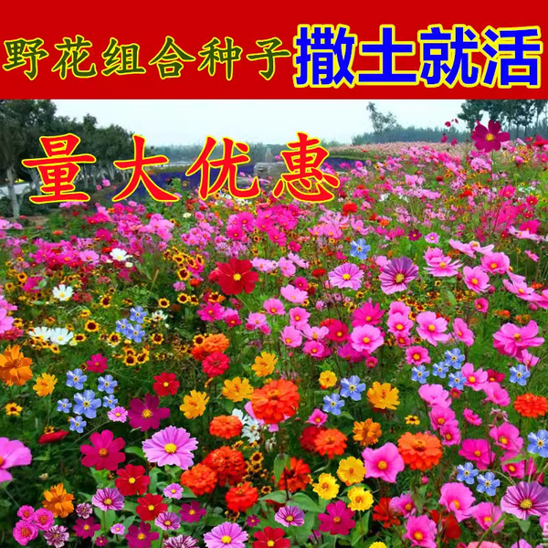 Wildflower combination flower seeds outdoor sunflower seeds zinnia…