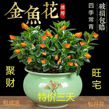 四季开花金鱼花吊兰盆栽室内绿植花卉多肉植物绿萝发财树好养吸甲