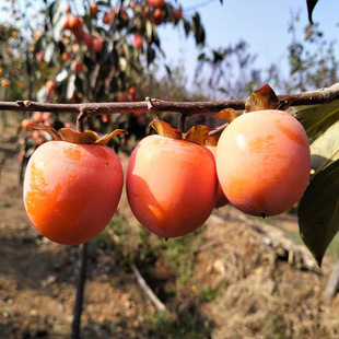 �ɿ�����������޽� �ڽ��������Ϸ������Nֲ ����������