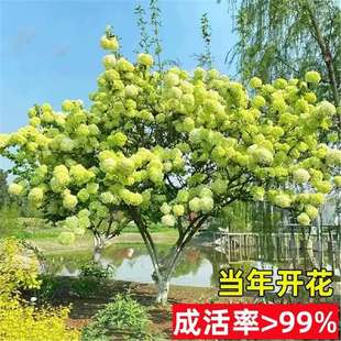 Hydrangea Saplings, Hydrangea Seedlings, Hydrangea Saplings, Eight Immortals Hydrangea Saplings, Hydrangea Saplings