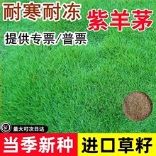 四季常青紫羊茅草籽草坪种子高羊茅矮生耐寒护坡固土高原绿化种籽