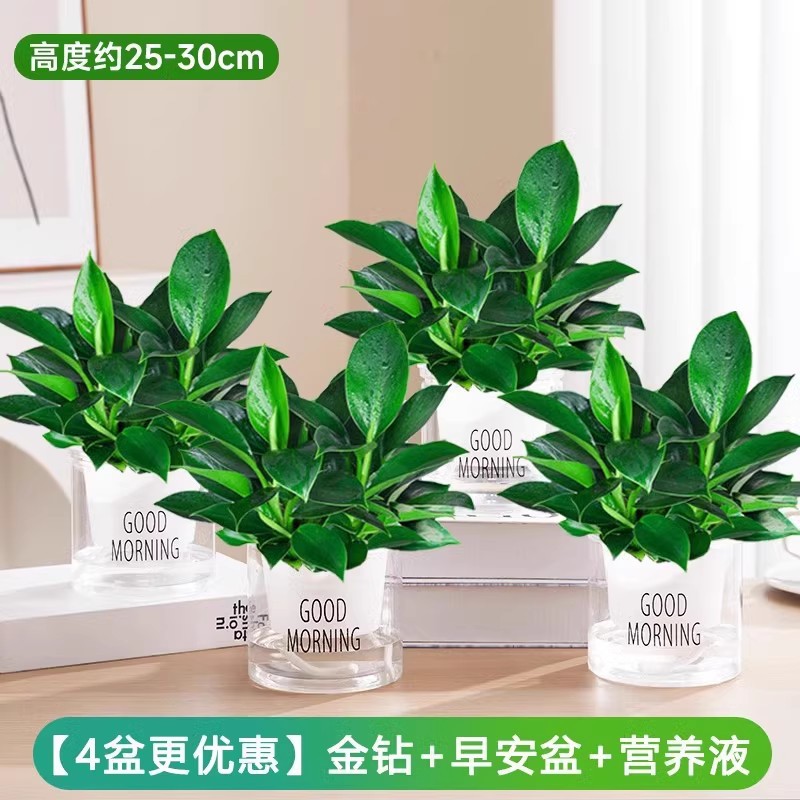 [4개 세면대 특가] 골든다이아몬드 25-30cm + 굿모닝 세면대 + 영양액