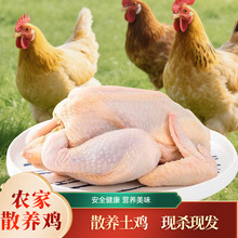 散养三黄鸡批发整鸡食材商用老母鸡新鲜白条鸡现宰现杀新鲜直发