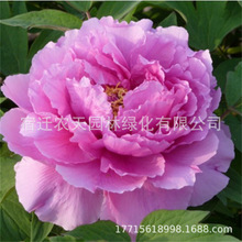 牡丹花种子洛阳牡丹花籽阳台庭院室内外种植各种花种子耐寒花种籽