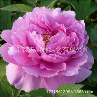 ĵ�����N�����ĵ�������̨ͥԺ�҃���Nֲ���N���N���ͺ����N��