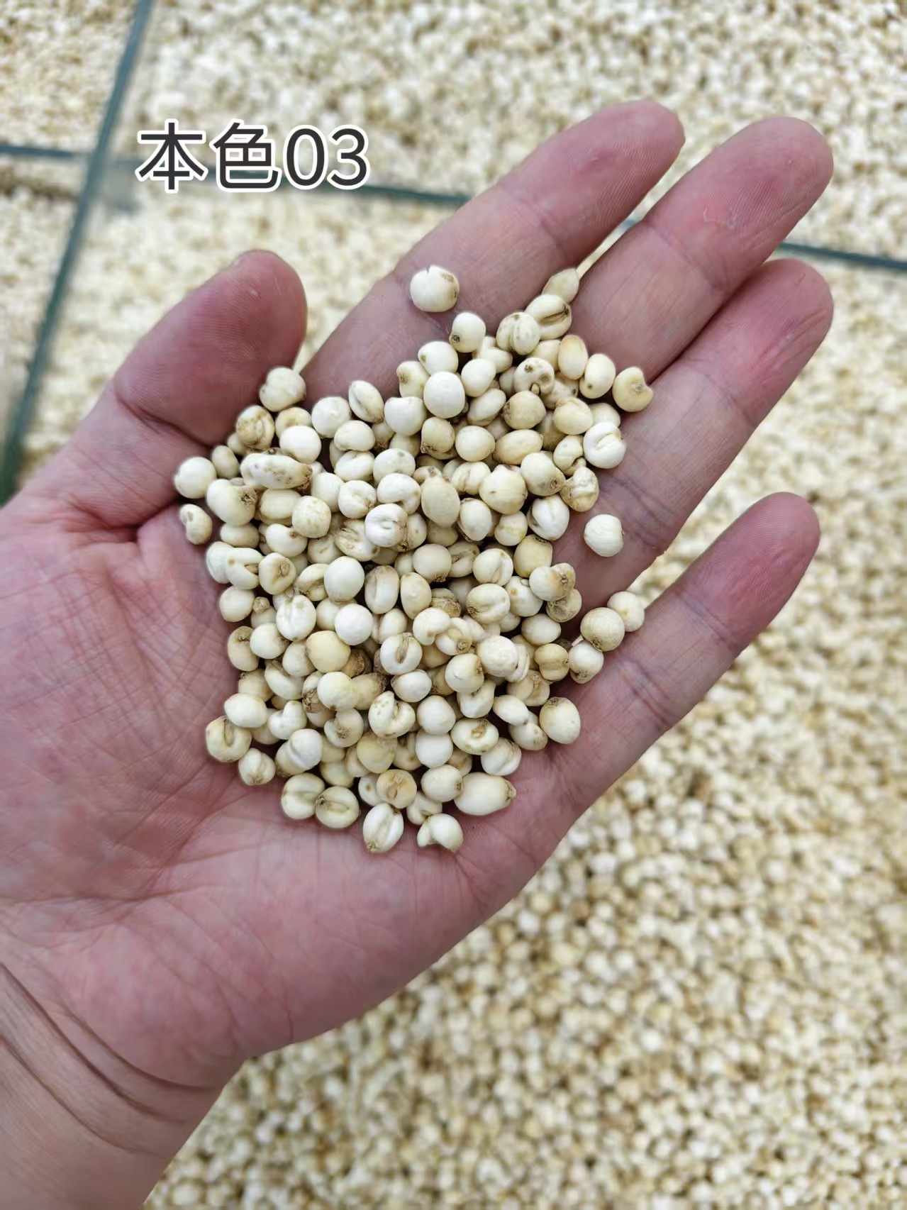 Ping Bei Mu Fritillaria Dried Bulbs 500g Traditional Chinese Herb for Decoction overview