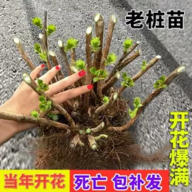 盆栽;种子;园林果树