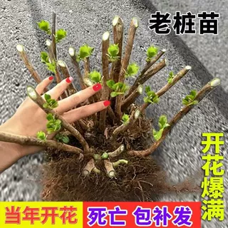 基地无尽夏绣球花老桩绣球老桩花苗盆栽耐寒室内阳台庭院花卉植物