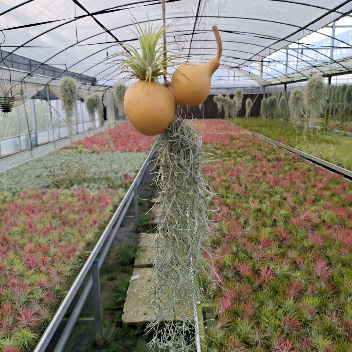 Air Pineapple Base Прямые волосы Висячие аксессуары Комбинация ананаса воздуха подходит для подарка бутик