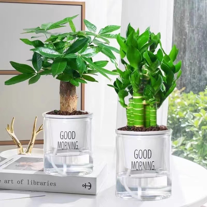 [핫 콤비네이션] 엄선된 연꽃대나무 + 돈나무(좋은 아침 대야)와 함께 영양액을 무료로 드립니다.