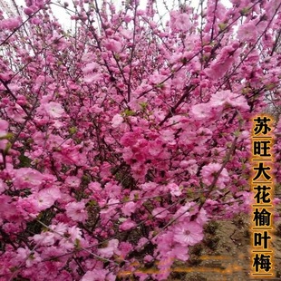 ����ֱ�N÷���� ���~÷ ����÷ �t÷���� Ҏ���Rȫ�������Ե�����