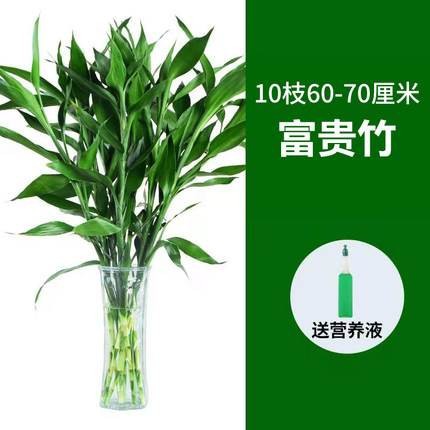 60~70cm의 행운죽 16그루 [무료 영양액]