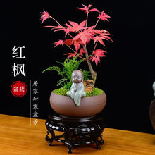 日本红枫盆景老桩原生红舞姬造型桩 阳台庭院树苗办公桌盆栽植物