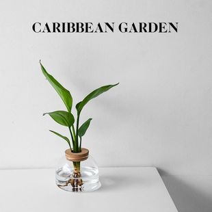 ���ձȻ��@ˮ��Gֲ���W�L�k���҃�������B�������ֲ���ļ�����