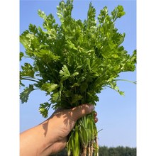 香菜种子大全农家香菜盆栽大叶芫荽种四季春夏秋香菜籽种老品种籽